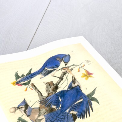 Blue Jay by John James Audubon