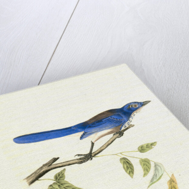 Ultramarine Jay. Adult Male by John James Audubon