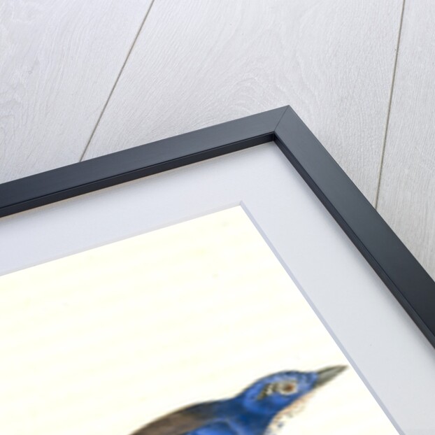 Ultramarine Jay. Adult Male by John James Audubon