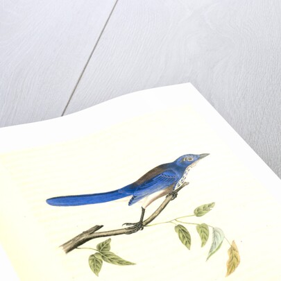 Ultramarine Jay. Adult Male by John James Audubon
