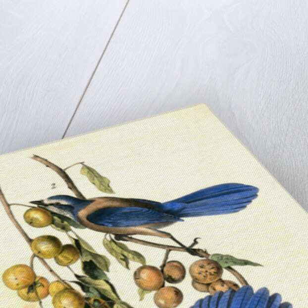 Florida Jay by John James Audubon