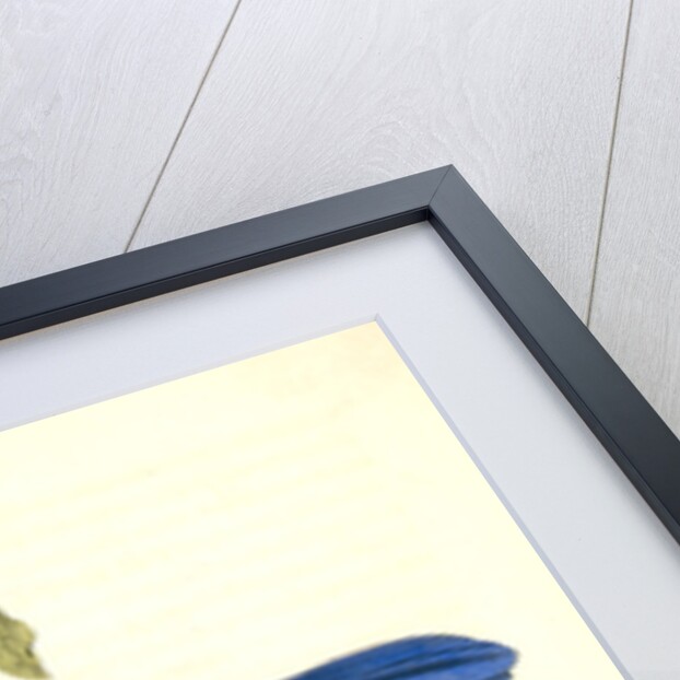 Florida Jay by John James Audubon