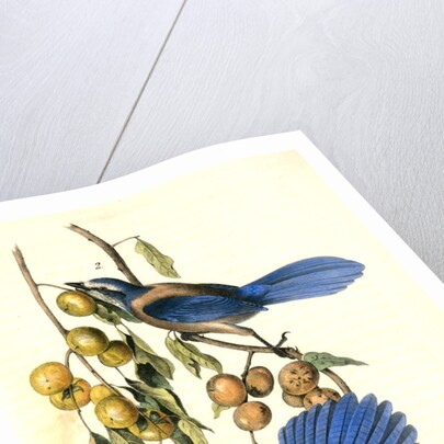 Florida Jay by John James Audubon
