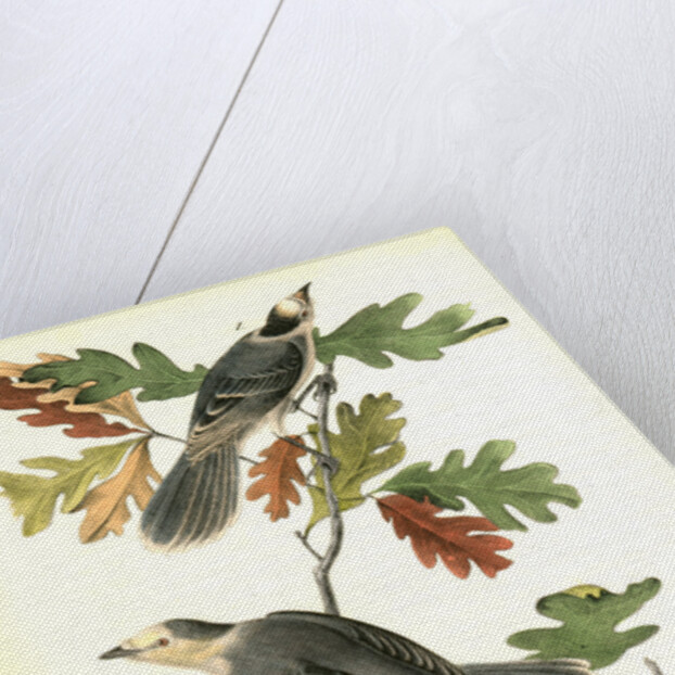 Canada Jay by John James Audubon