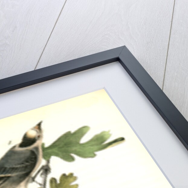 Canada Jay by John James Audubon