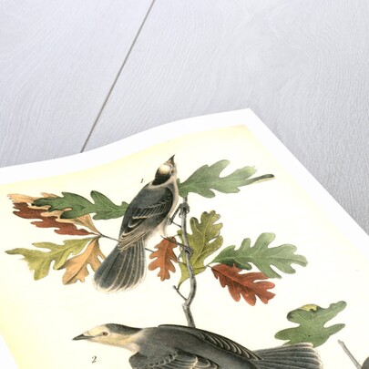 Canada Jay by John James Audubon