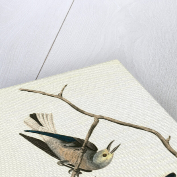 Clarke's Nutcracker by John James Audubon