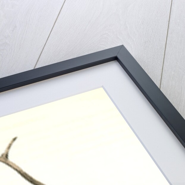 Clarke's Nutcracker by John James Audubon