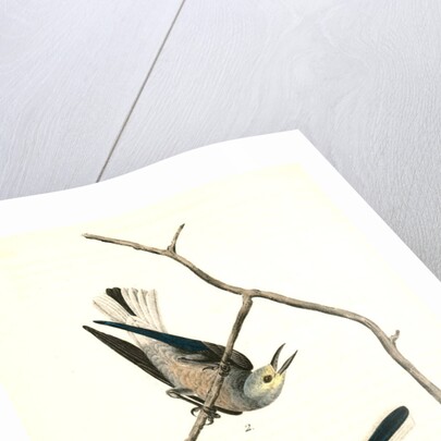 Clarke's Nutcracker by John James Audubon