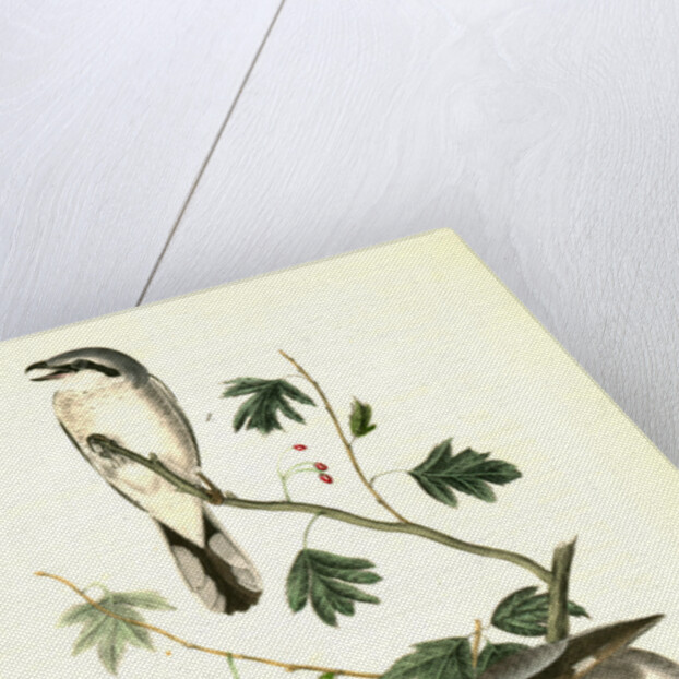 Great American Shrike by John James Audubon