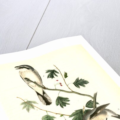 Great American Shrike by John James Audubon