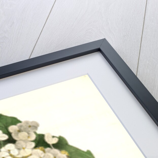 Yellow-throated Vireo, or Greenlet. Male. (Swamp Snowball. Hydrangea quercifolia.) by John James Audubon