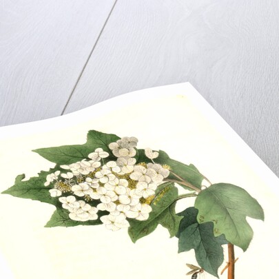 Yellow-throated Vireo, or Greenlet. Male. (Swamp Snowball. Hydrangea quercifolia.) by John James Audubon