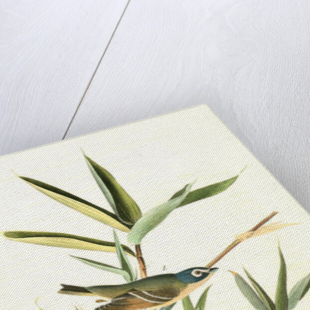 Solitary Vireo, or Greenlet. Male. (American Cane. Miegia macrosperma) by John James Audubon