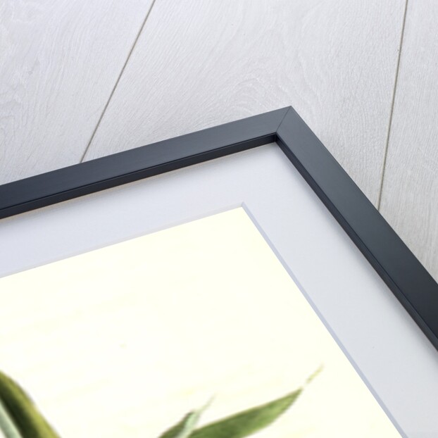 Solitary Vireo, or Greenlet. Male. (American Cane. Miegia macrosperma) by John James Audubon