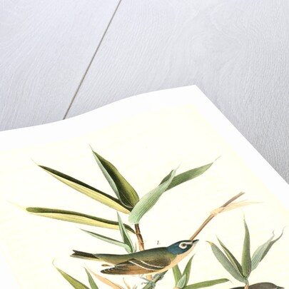 Solitary Vireo, or Greenlet. Male. (American Cane. Miegia macrosperma) by John James Audubon