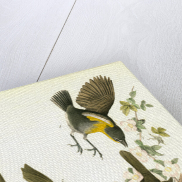 Yellow-breasted Chat by John James Audubon