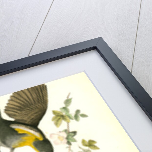 Yellow-breasted Chat by John James Audubon