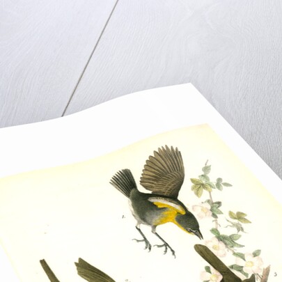 Yellow-breasted Chat by John James Audubon