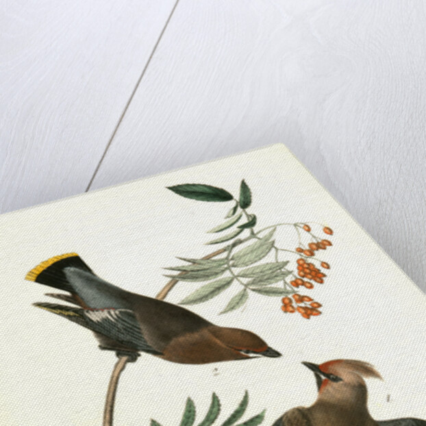 Black-throated Wax-wing, or Bohemian Chatterer by John James Audubon