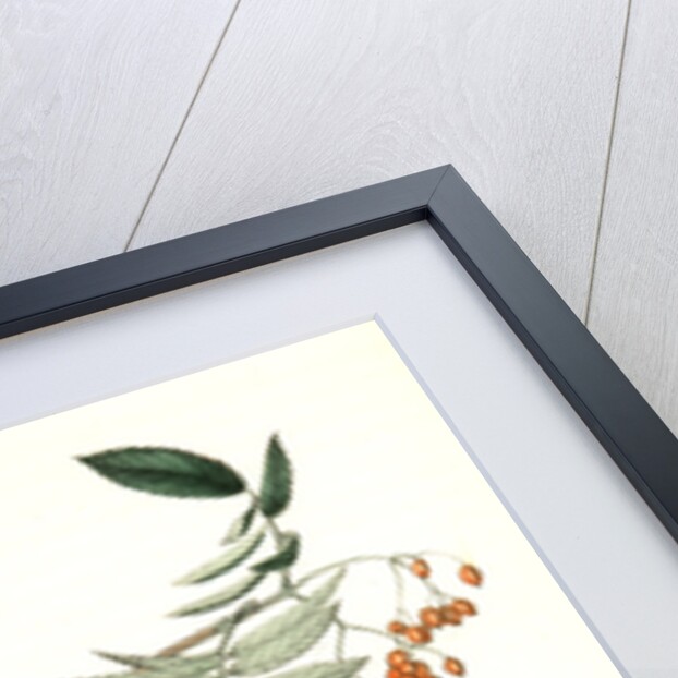 Black-throated Wax-wing, or Bohemian Chatterer by John James Audubon