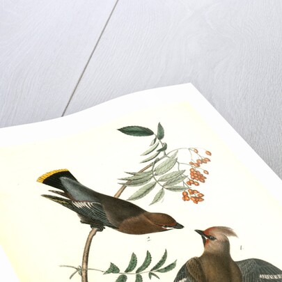 Black-throated Wax-wing, or Bohemian Chatterer by John James Audubon
