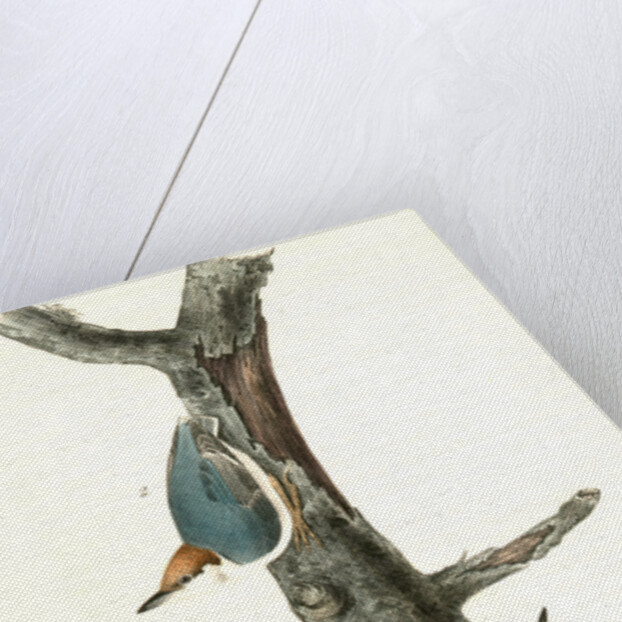 Brown-headed Nuthatch by John James Audubon