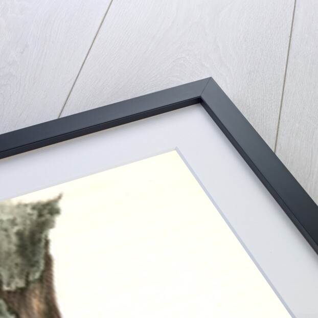 Brown-headed Nuthatch by John James Audubon