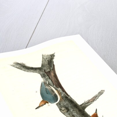 Brown-headed Nuthatch by John James Audubon