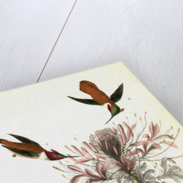 Ruff-necked Humming bird by John James Audubon