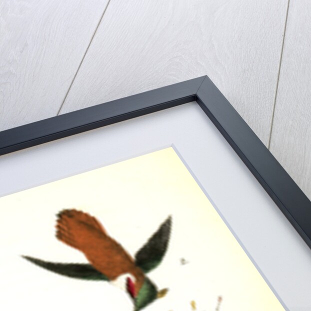 Ruff-necked Humming bird by John James Audubon