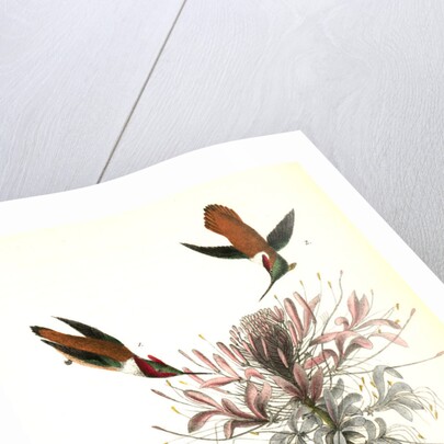 Ruff-necked Humming bird by John James Audubon