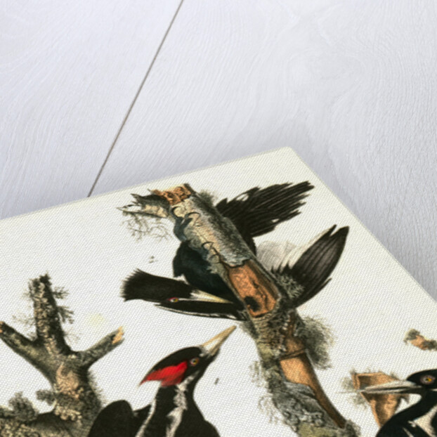 Ivory-billed Woodpecker by John James Audubon
