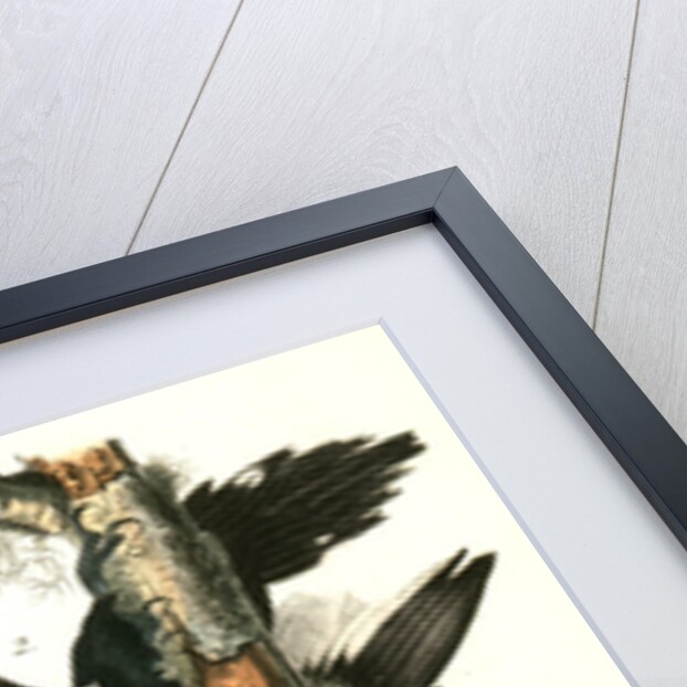 Ivory-billed Woodpecker by John James Audubon