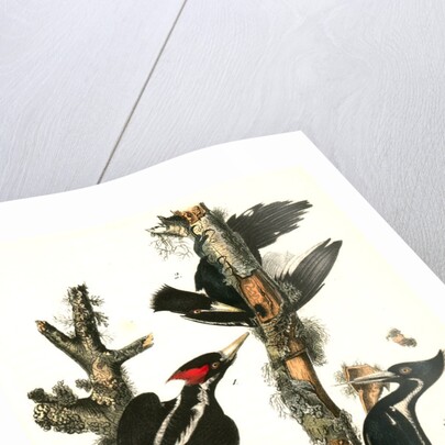 Ivory-billed Woodpecker by John James Audubon