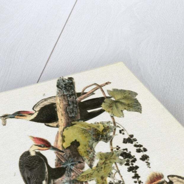 Pileated Woodpecker by John James Audubon
