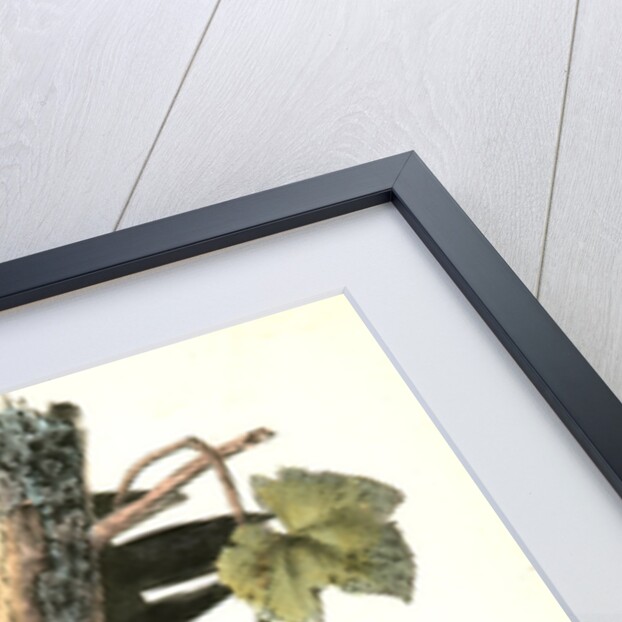 Pileated Woodpecker by John James Audubon