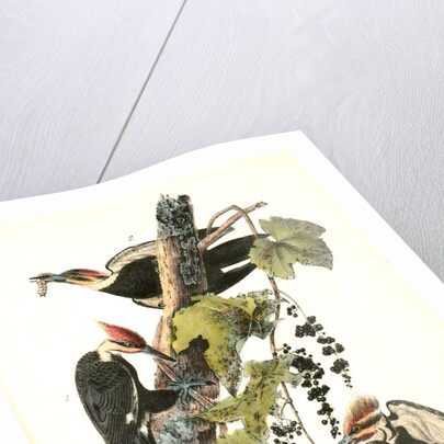 Pileated Woodpecker by John James Audubon