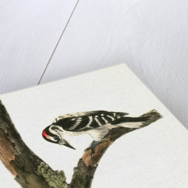 Canadian Woodpecker. Male by John James Audubon