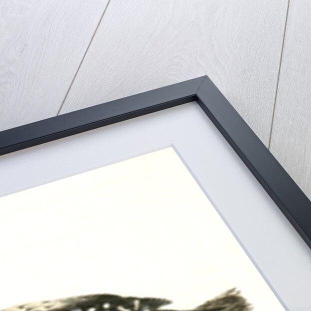 Canadian Woodpecker. Male by John James Audubon