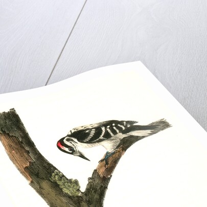 Canadian Woodpecker. Male by John James Audubon