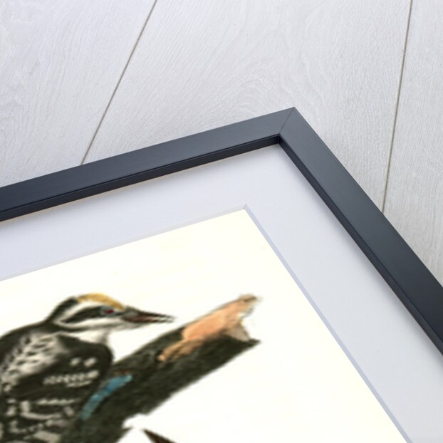 Phillips Woodpecker. Males by John James Audubon