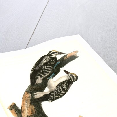 Phillips Woodpecker. Males by John James Audubon