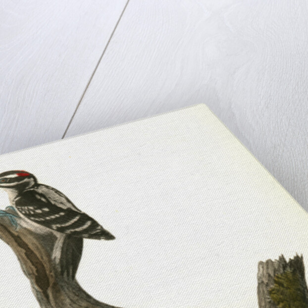 Hairy Woodpecker by John James Audubon