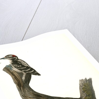 Hairy Woodpecker by John James Audubon