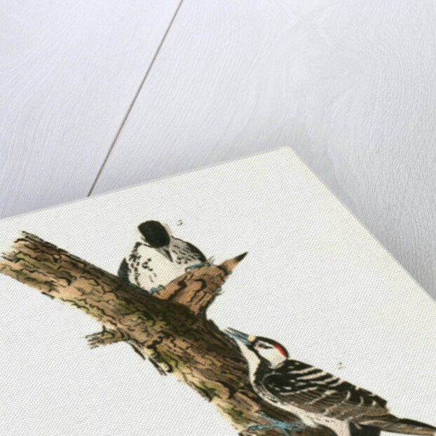 Red-cockaded Woodpecker by John James Audubon