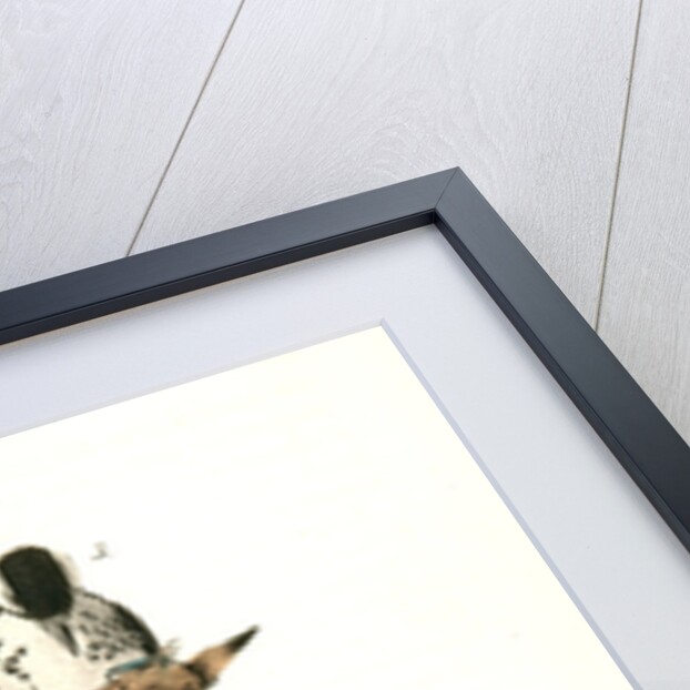 Red-cockaded Woodpecker by John James Audubon