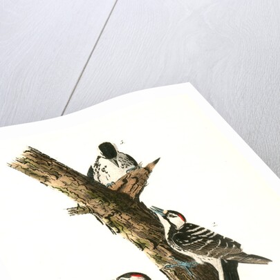 Red-cockaded Woodpecker by John James Audubon