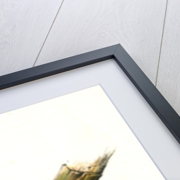 Audubon's Woodpecker. Male by John James Audubon