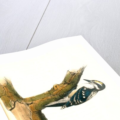 Audubon's Woodpecker. Male by John James Audubon